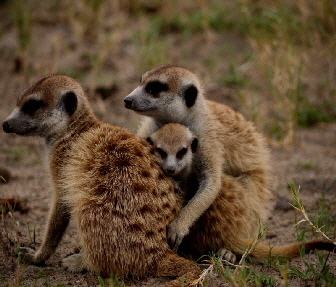 Erdmnnchen Botswana