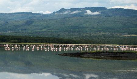flamingos-am-elmenteitasee