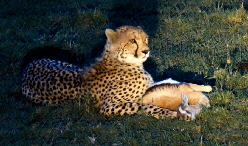 mahali-mzuri Masai Mara