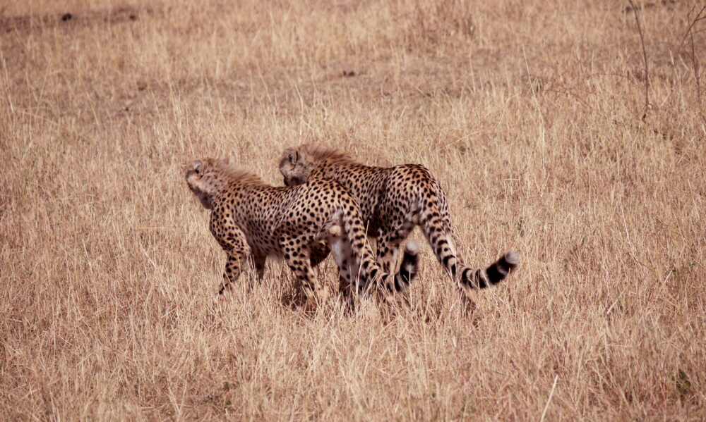 Elephant Pepper Camp Kenia  Masai Mara 