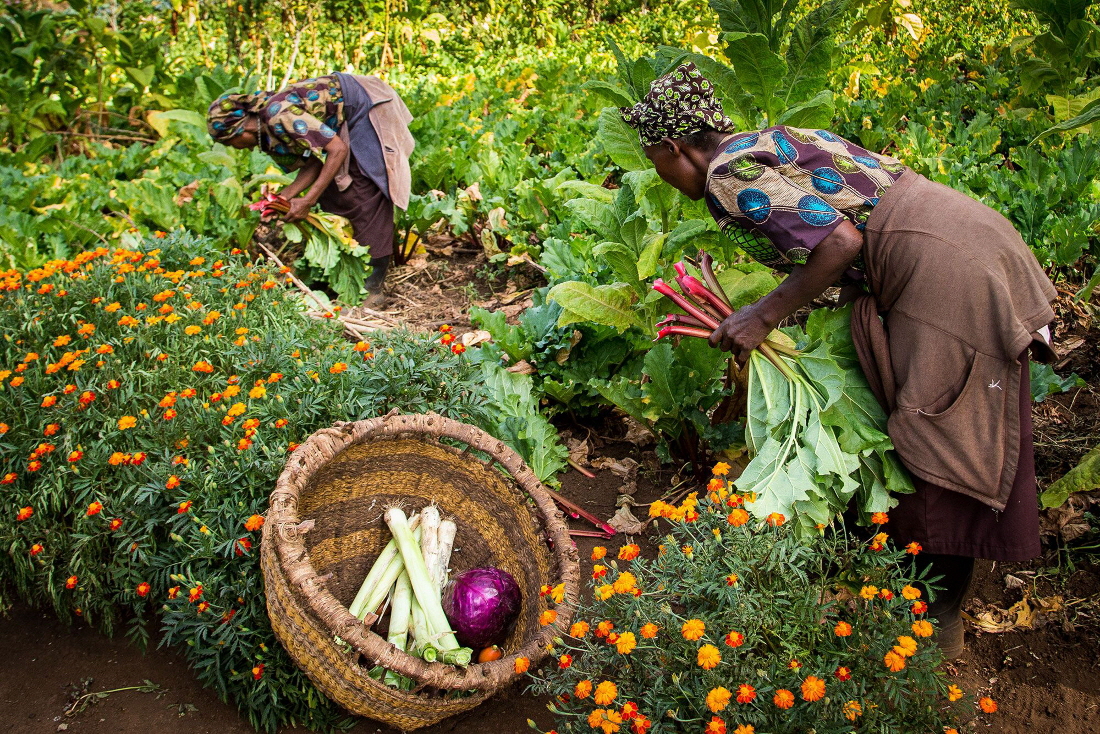 Gibbs Farm Garten