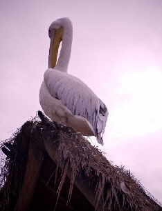 Greystoke Mahale  Big Bird