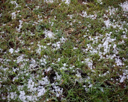 Hagel in der Masai Mara