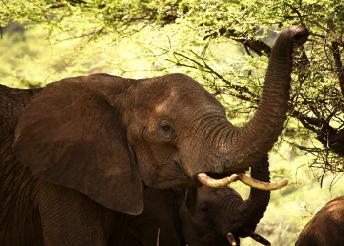 Il Ngwesi Masai Lodge 
