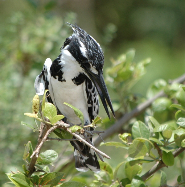 Kingfisher -Grosser Eisvogel