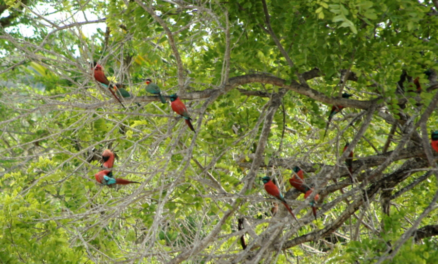 Scharlachspinte  Selous 