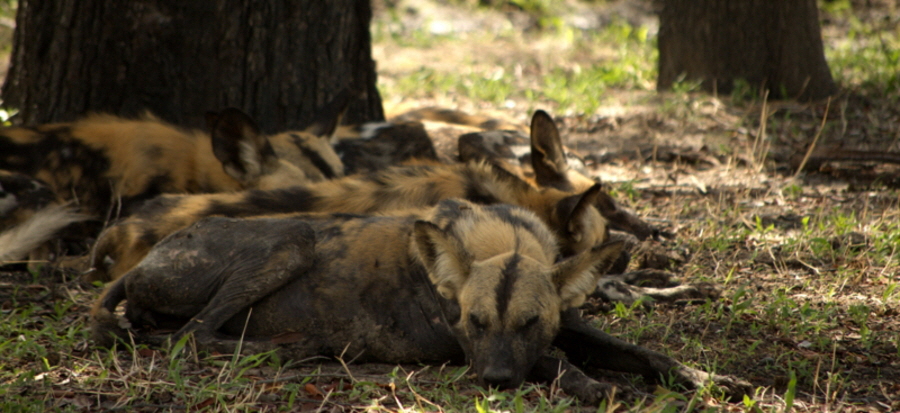 Afrikanische Wildhunde  Selous 