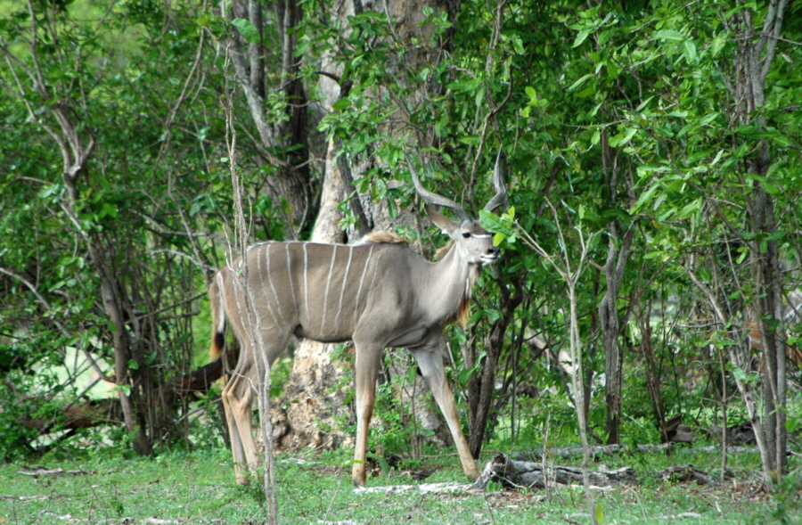 Groer Kudu Selous 