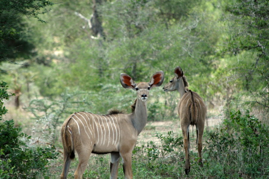 Groer Kudu Selous 