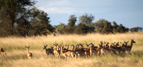 Impala Gruppe