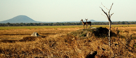 Impalas