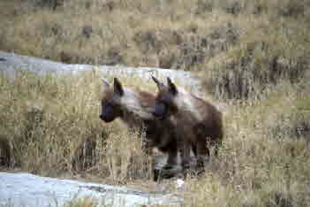 Jacks camp Botswana