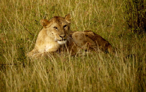 Junger Lwe in der Masai Mara