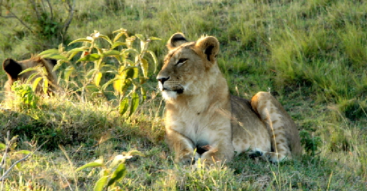 karen-blixencamp-masaimara