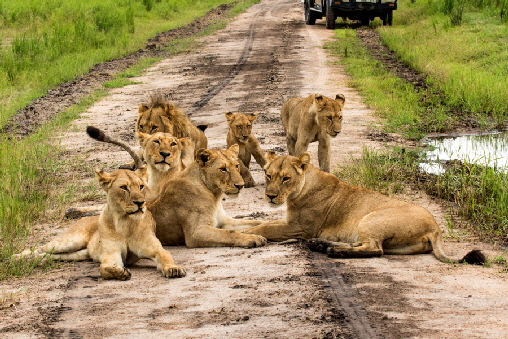 katavi auf safari bei den Lwen