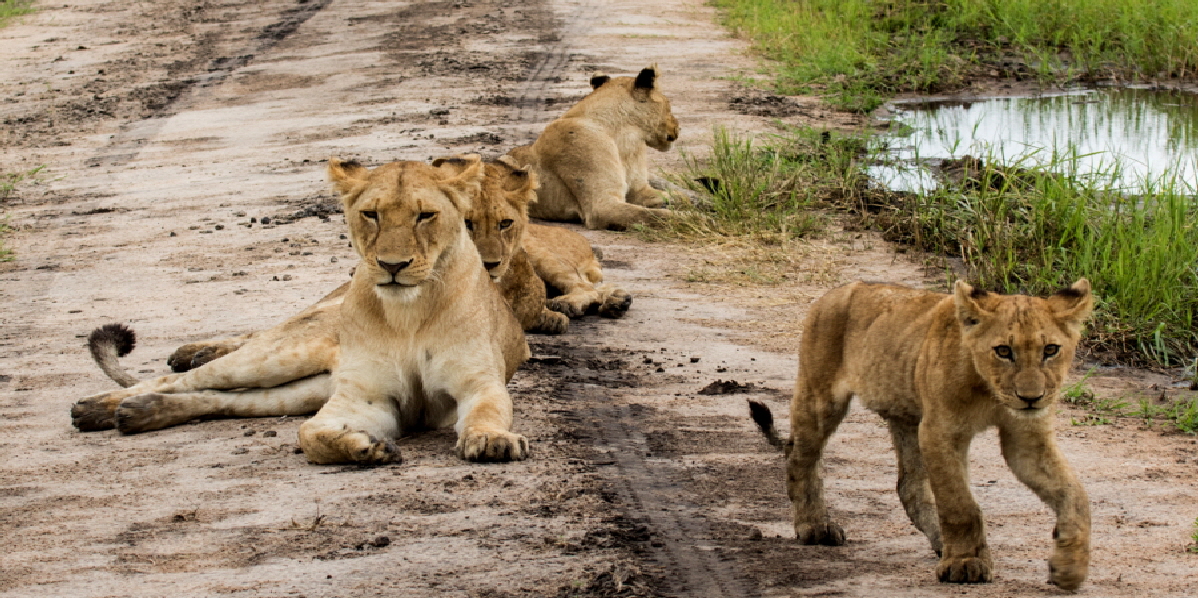 katavi-safari-tansania-reiseberichte