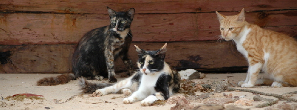 katzen-am Boot -Insel Lamu