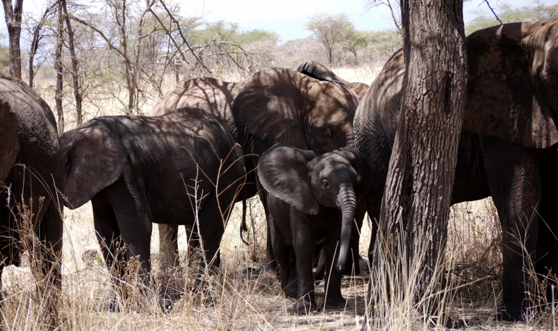 kenia-meru-nationalpark