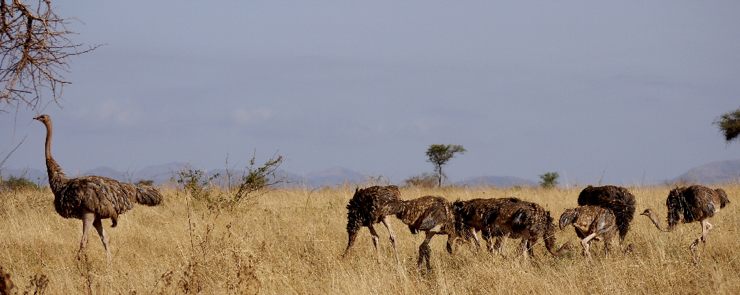 kenia- Safari in Meru