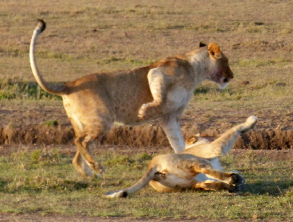 kicheche-valley-camp-masai-mara