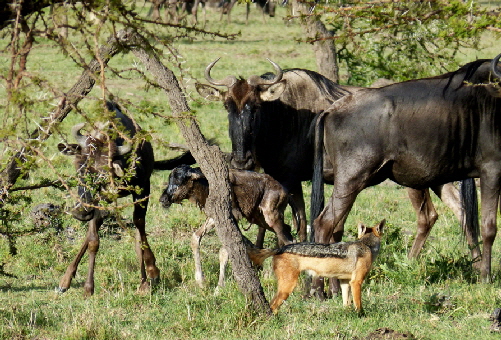 kicheche-valley-camp-masai-mara