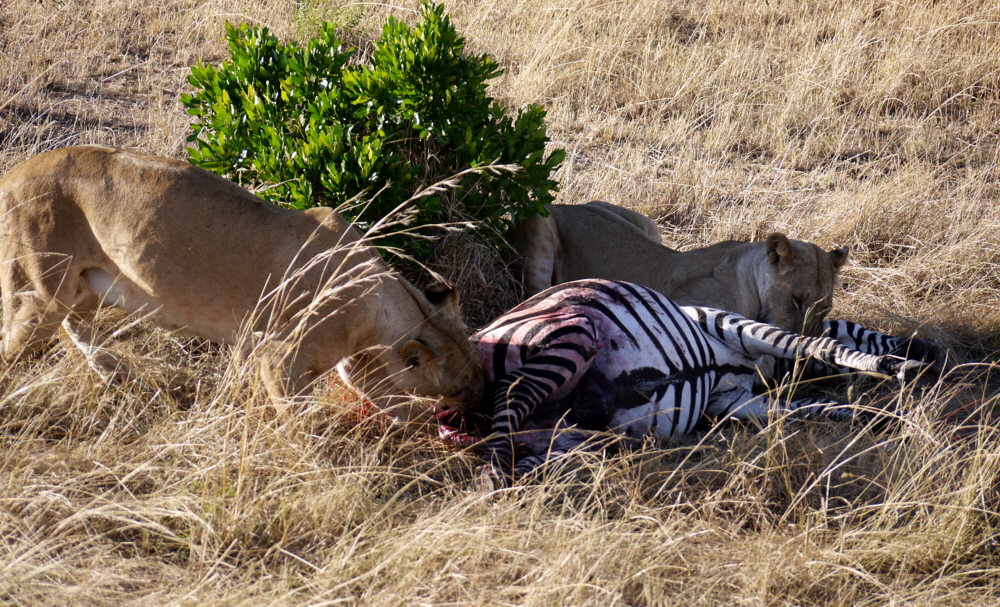 Löwen in der Mara mit Zebra