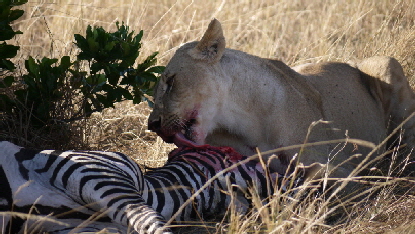 enkewa-mara  Safari-Camp 