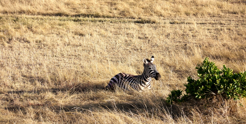 verletztes Zebra