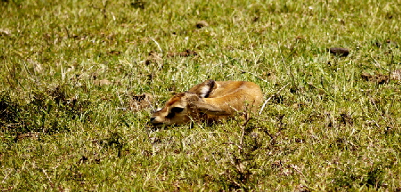 auf safari masai mara