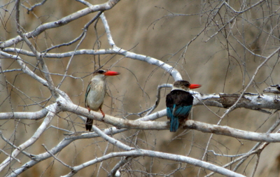 Eisvgel  im Selous  Grey headed Kingfisher