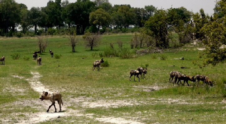 Okawango- Wildhunde im Kwando Camp