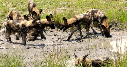 safari- camp botswana Wildhunde