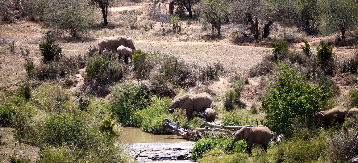 Laikipia Wilderness Camp