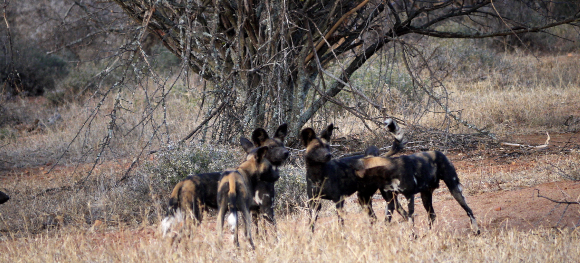Afrikanische Wildhunde