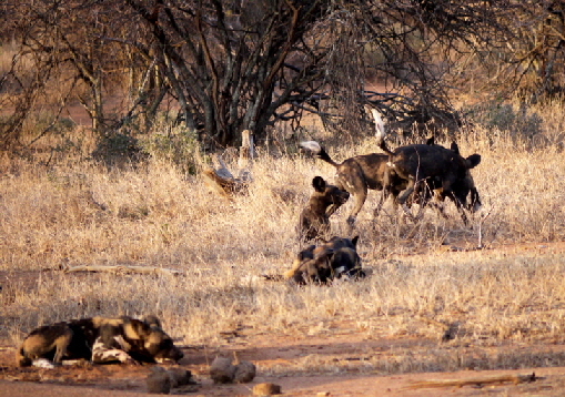 laikipia-wildhundrudel Kenia