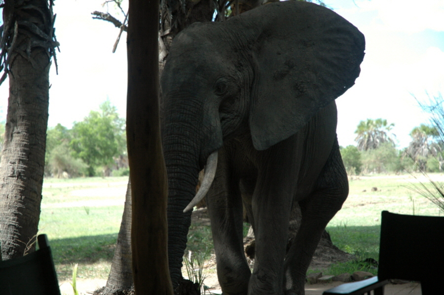 Lake Manze  Selous 