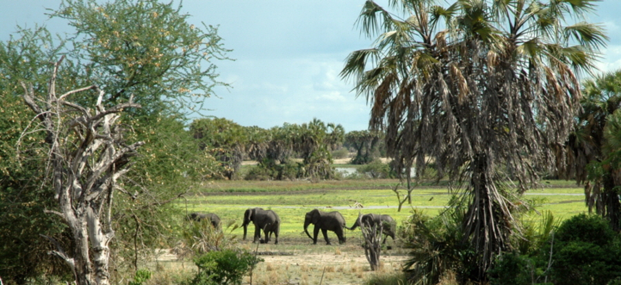 Lake Manze  Selous 