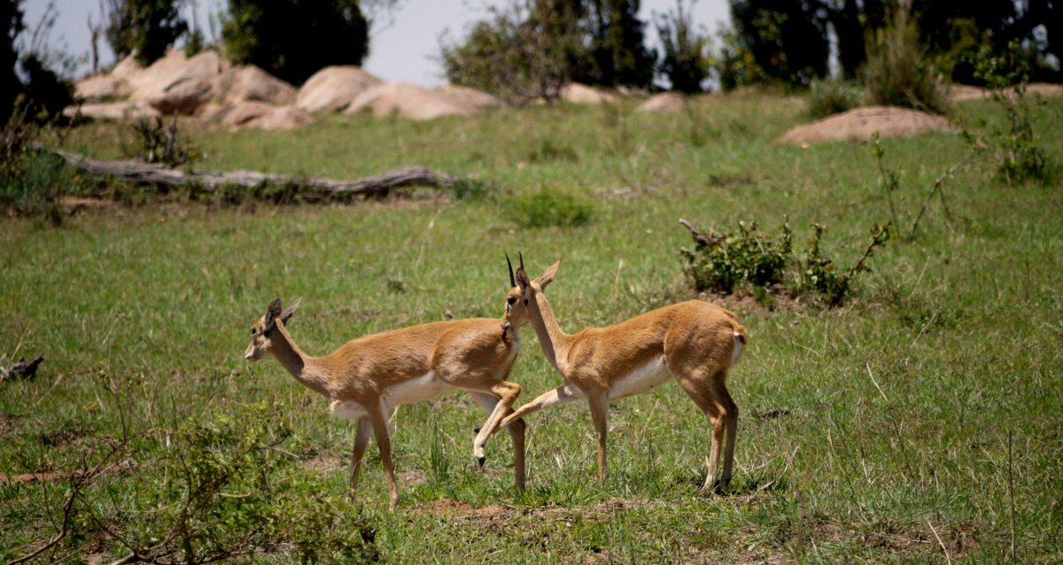 Oribi Antilopen bei der Paarung