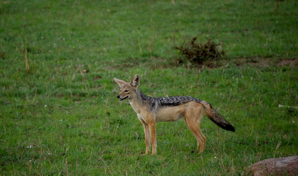 Schakal  Serengeti