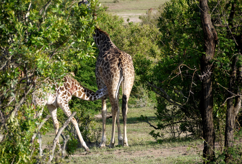 Serengeti Giraffen