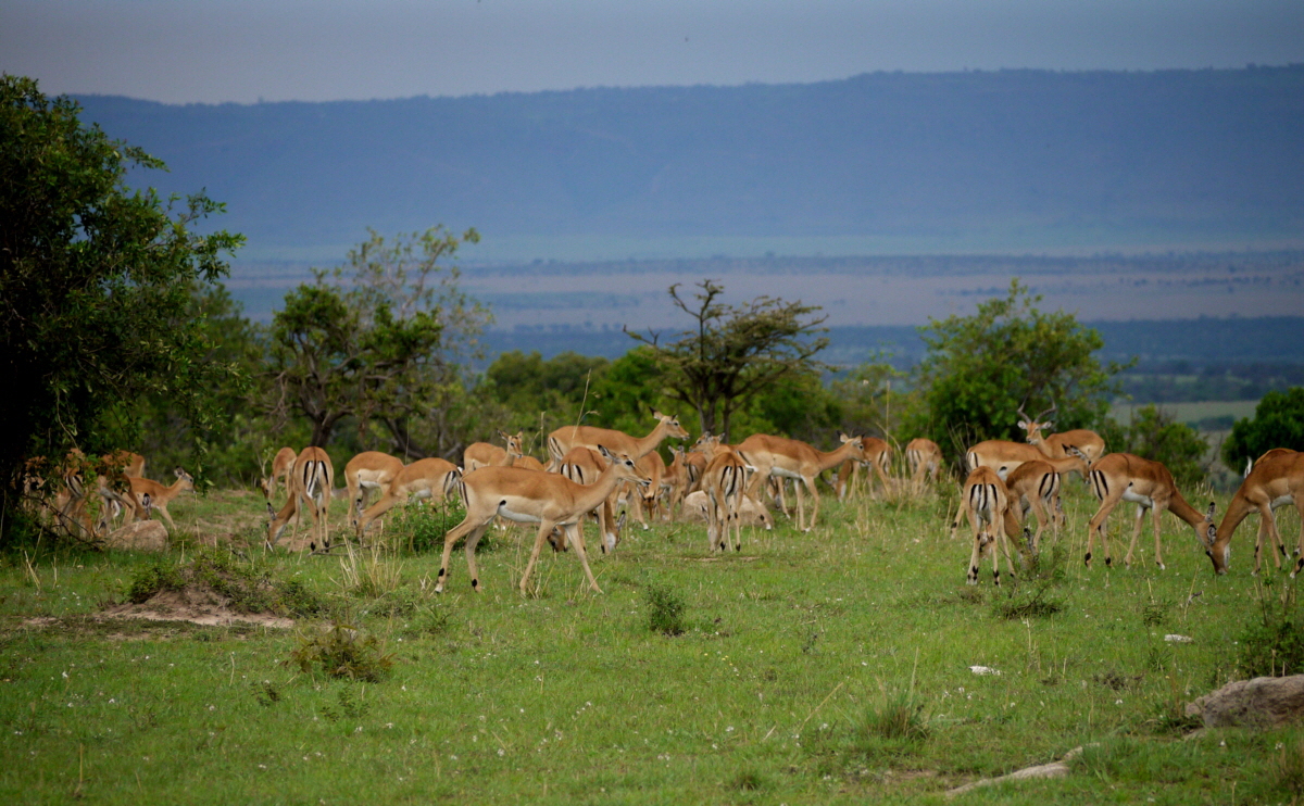 Impalas