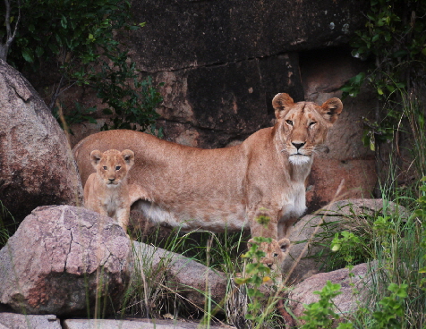 lemala-kuria-hills-serengeti_0013