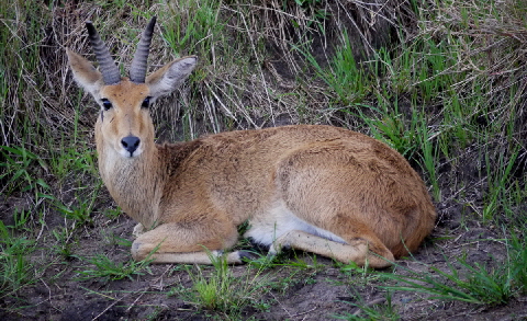 lemala-kuria-hills-serengeti_0018