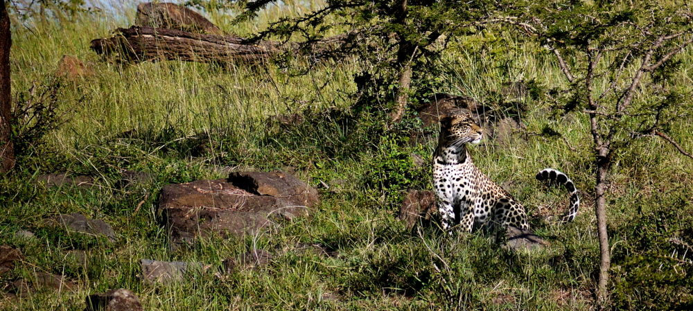 Leopard 