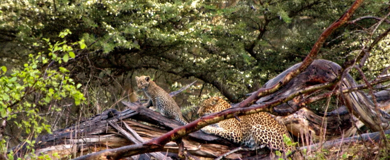 leoparden-im-regen-Kenia-safaris