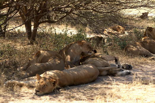 Safari in der Ruaha