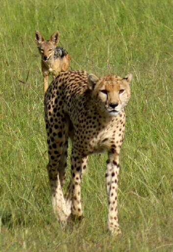 little-governorscamp-masai-mara