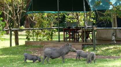 little-governorscamp-masai-mara