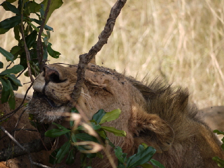 Lwe, Enkewa Camp Masi Mara