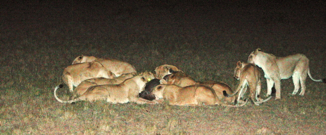 Elephant Pepper Camp